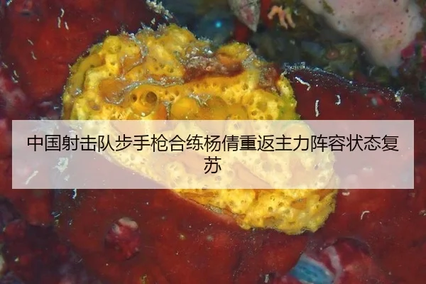中国射击队步手枪合练杨倩重返主力阵容状态复苏